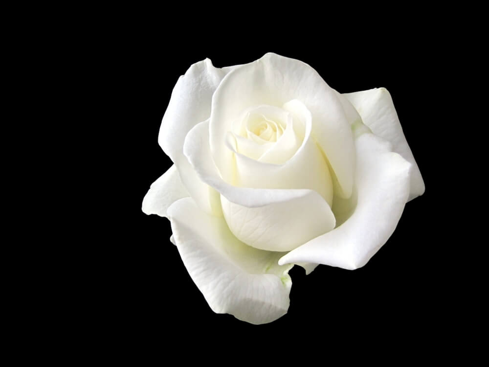 소피 숄 흰 장미