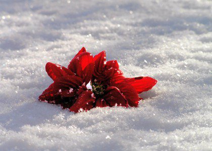red flower in snow