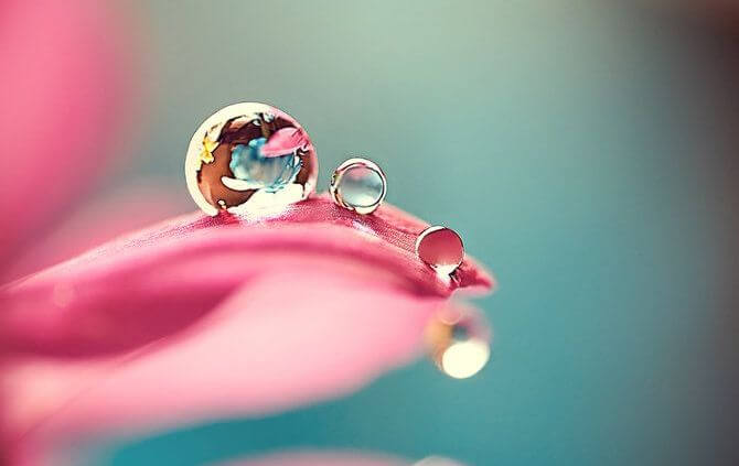 dew-on-a-rose