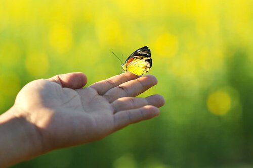hand-holding-butterfly