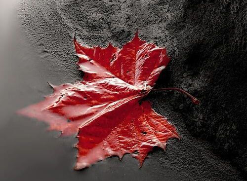 Red Leaf in Water