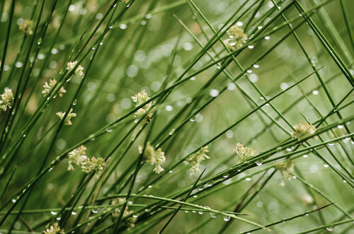 Dew on Grass