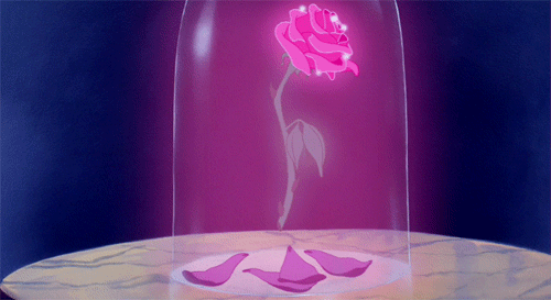 beauty-and-the-beast-rose
