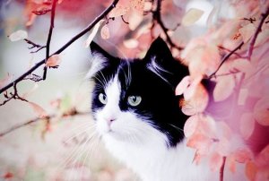 The Story Of The Spotted Cat And The Swallow Sinha