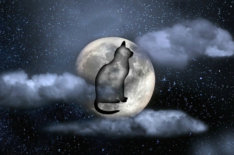 Cat in Moon