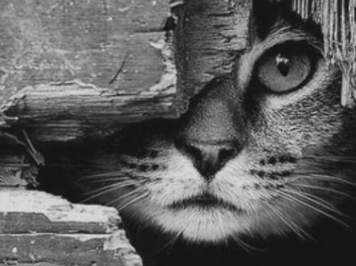 Cat with Face Partly Covered