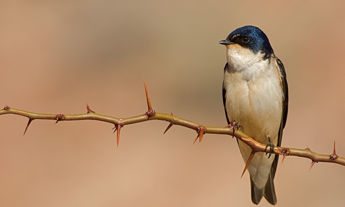 Swallow