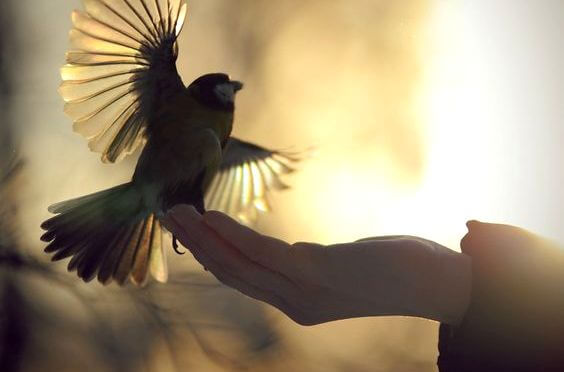 Hand Holding Bird