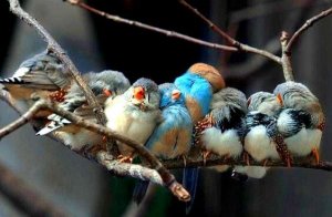 Birds Together on Branch