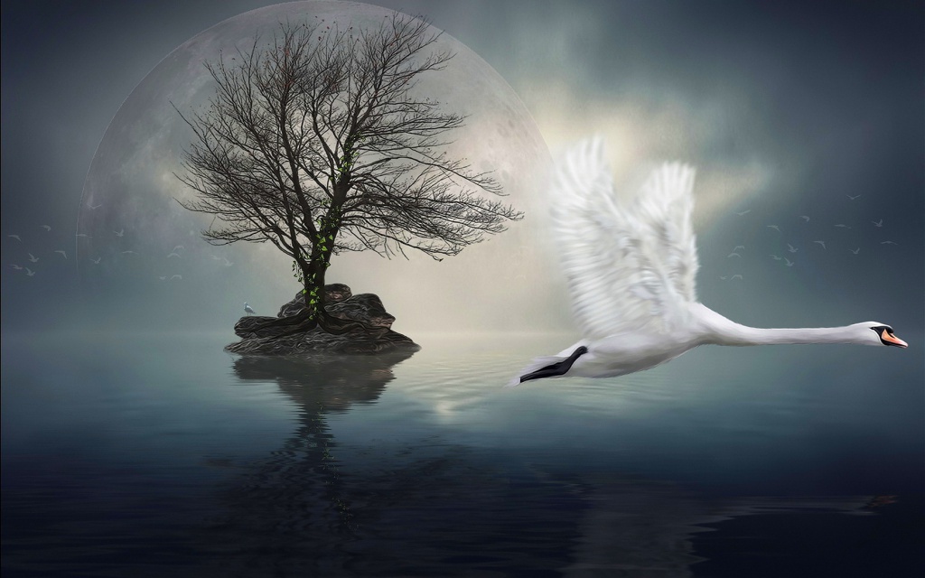 Swan Flying By Island