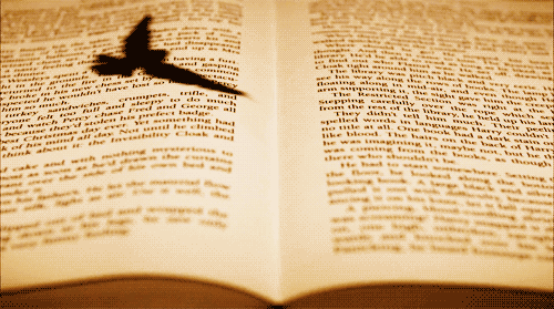 bird flying on book