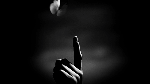 butterfly landing on finger