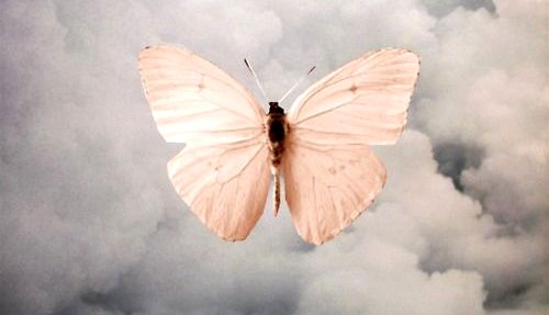 pink-moth