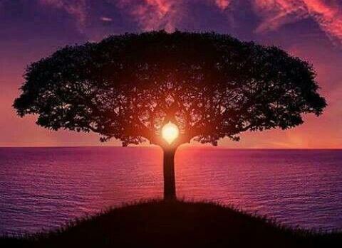 sunset and tree