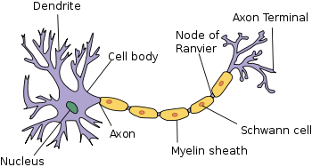 What Happens to My Brain When I Have Alzheimer's? - Exploring your mind