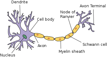 Parts of Neuron