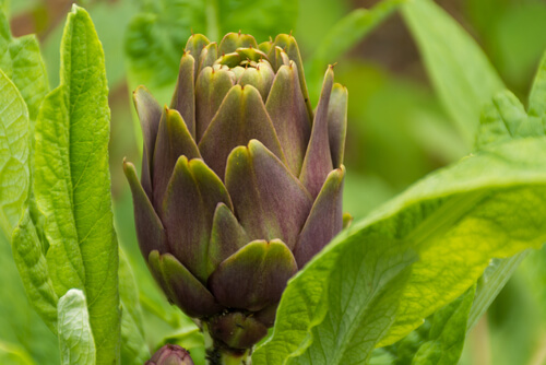artichoke