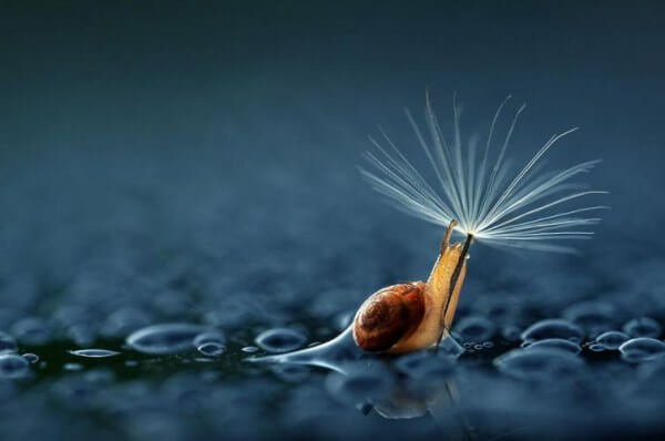 Snail and Dandelion