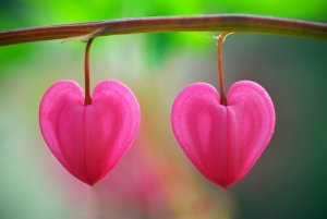 Flowers in the Desert: A Lesson in Recognizing Love