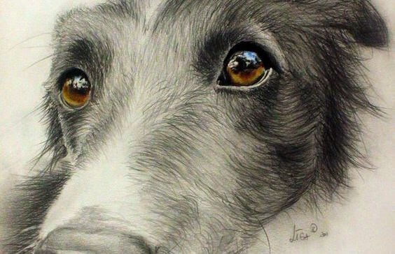 Dog 1