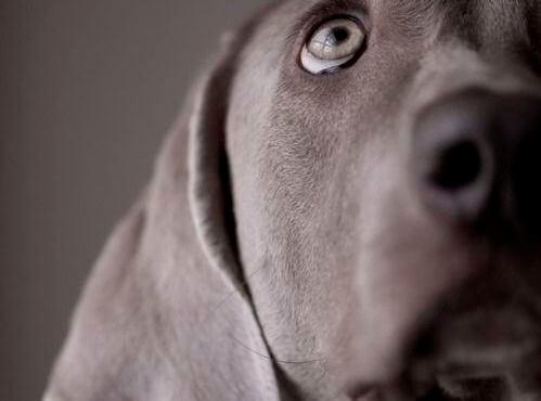 Dog 2
