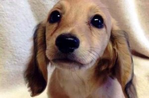An Animal’s Eyes Have the Power to Speak a Unique Language