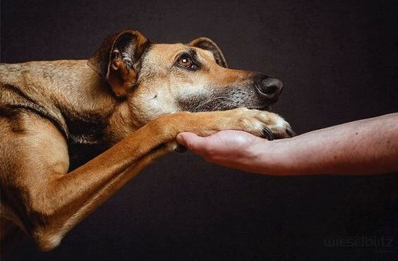 Dog with Hand