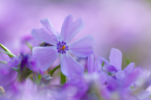 purple flower