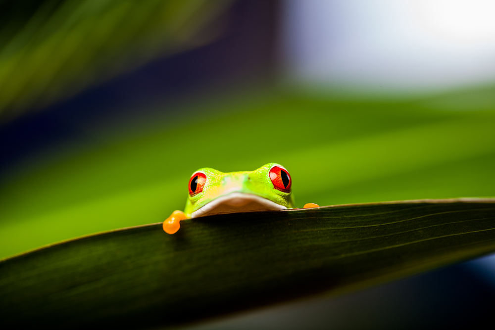 Green Frog