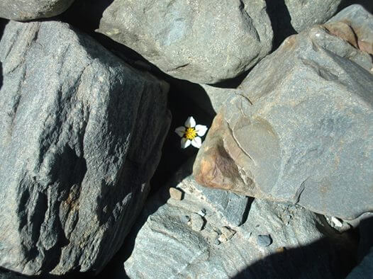 white-flower-among-rocks