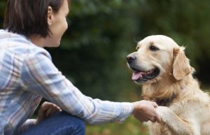 How Do Dogs Recognize Faces?