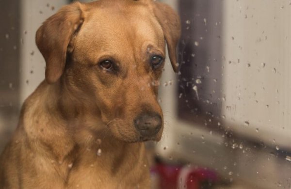 dog looking out rainy window