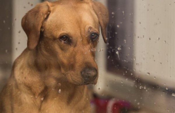 hund som ser ut av det regnfulle vinduet