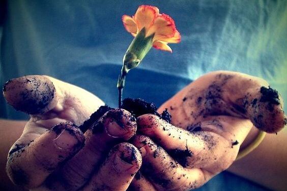 flower growing in hands