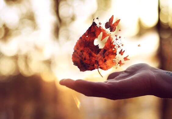 leaf with butterfly hole