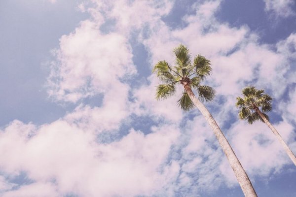 palm trees against sky