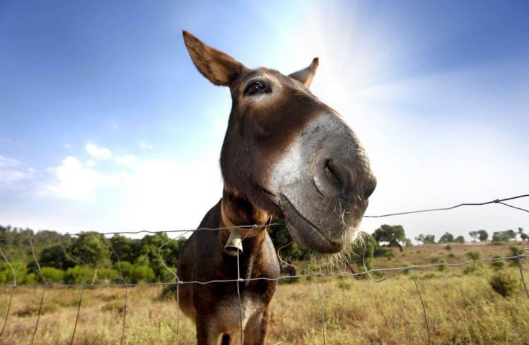 Some People Are Like Buridan's Donkey