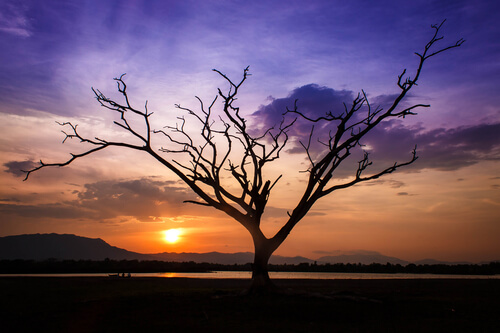 tree at sunset