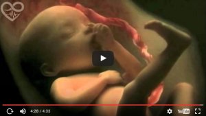 Conception and Pregnancy in a Wonderful Video