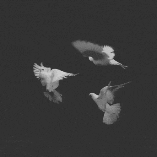 birds flying