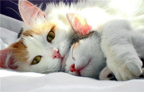 cats snuggling