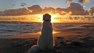 The Pain of Losing a Pet