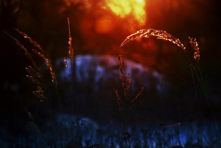 piece of grain at sunset