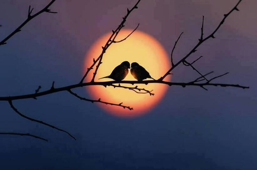 two birds together on a branch