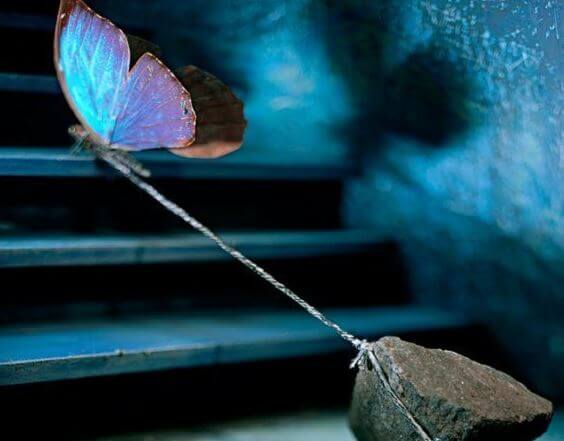 butterfly tied to rock