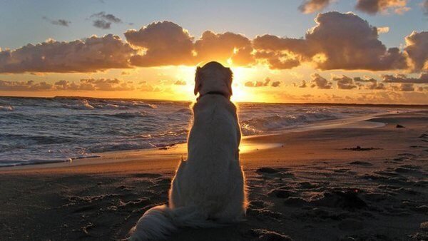 What Can Dogs Teach Us About Our Problems?
