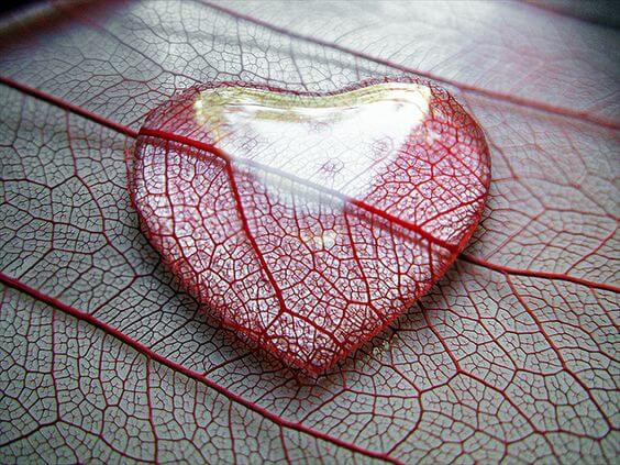 heart-shaped leaf