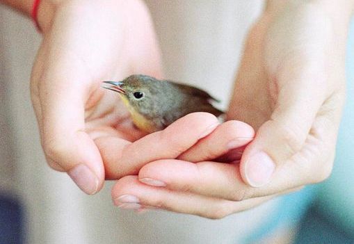 tiny bird in a pair of hands