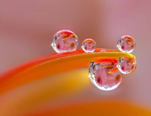Dew drops on a flower petal in silence