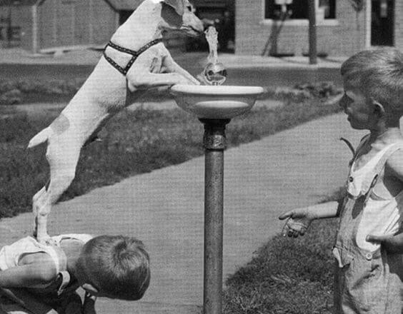 dog drinking from a fountain
